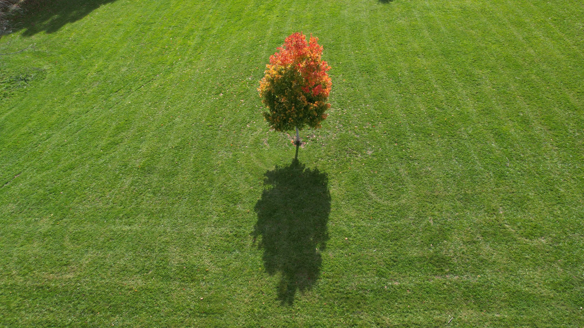 Beautiful oranges of fall in New Haven Connecticut.